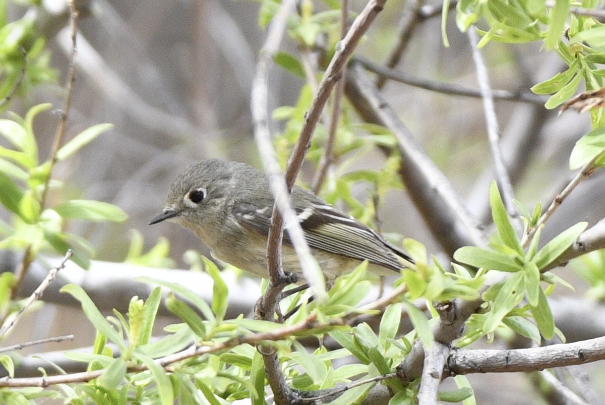 rubinfuglekonge - ML652811266