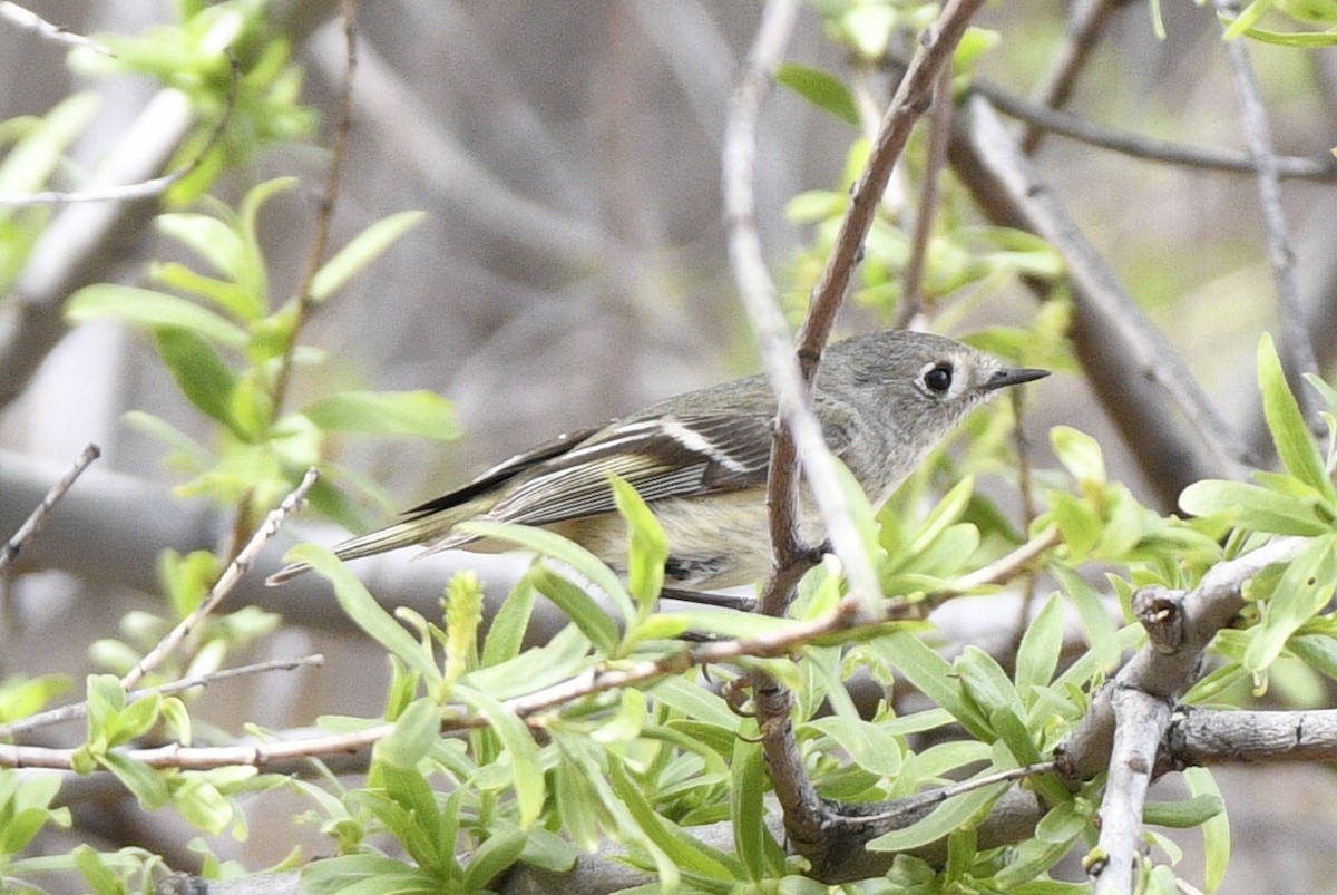 rubinfuglekonge - ML652811267