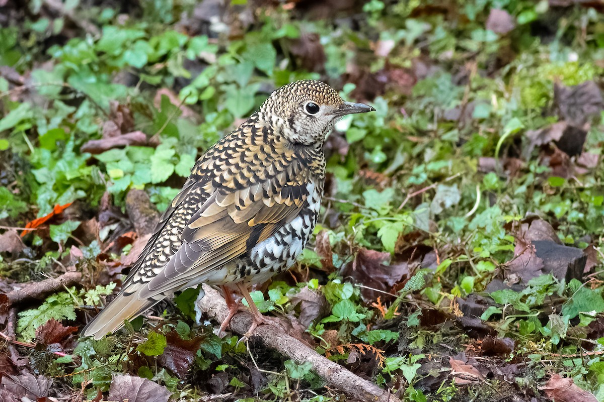 White's Thrush - ML652811616