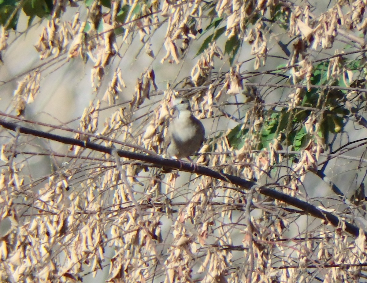 Ушастая горлица - ML652811639