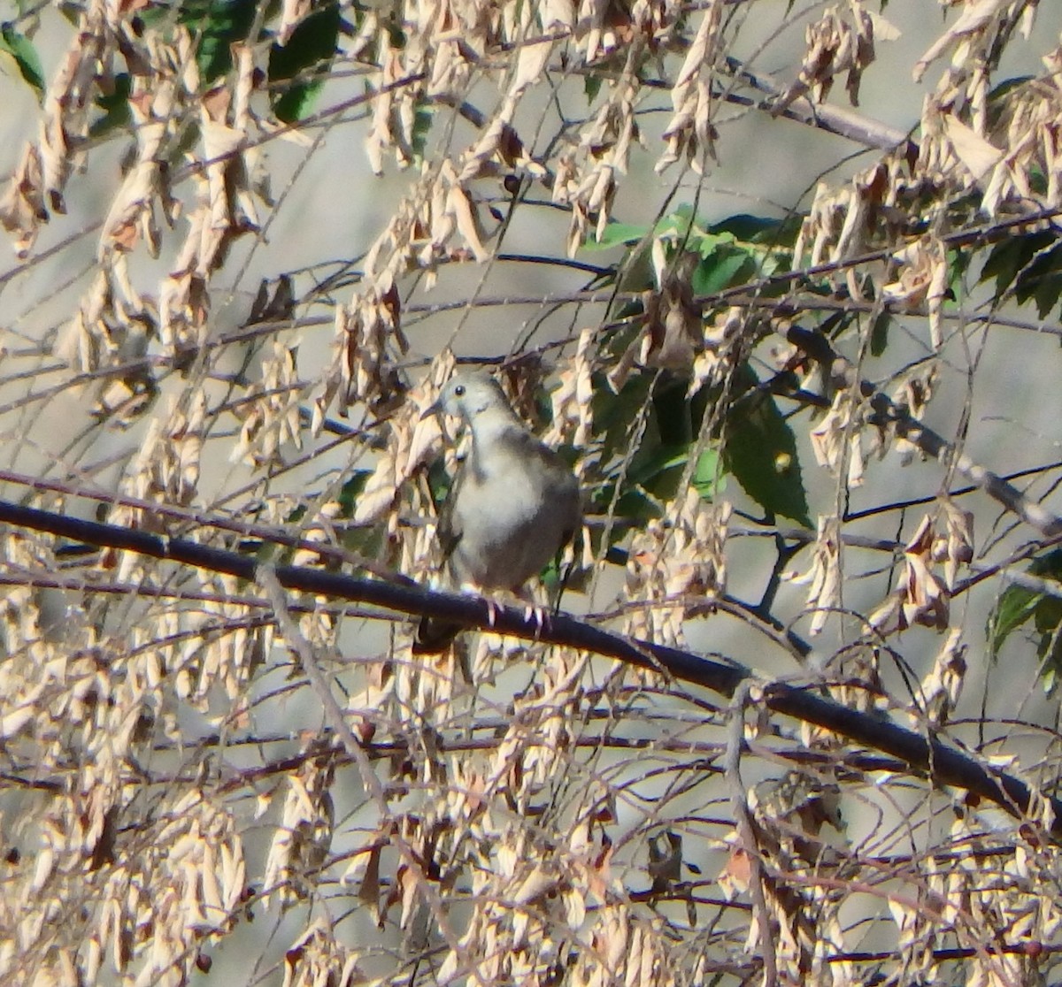 Ушастая горлица - ML652811643