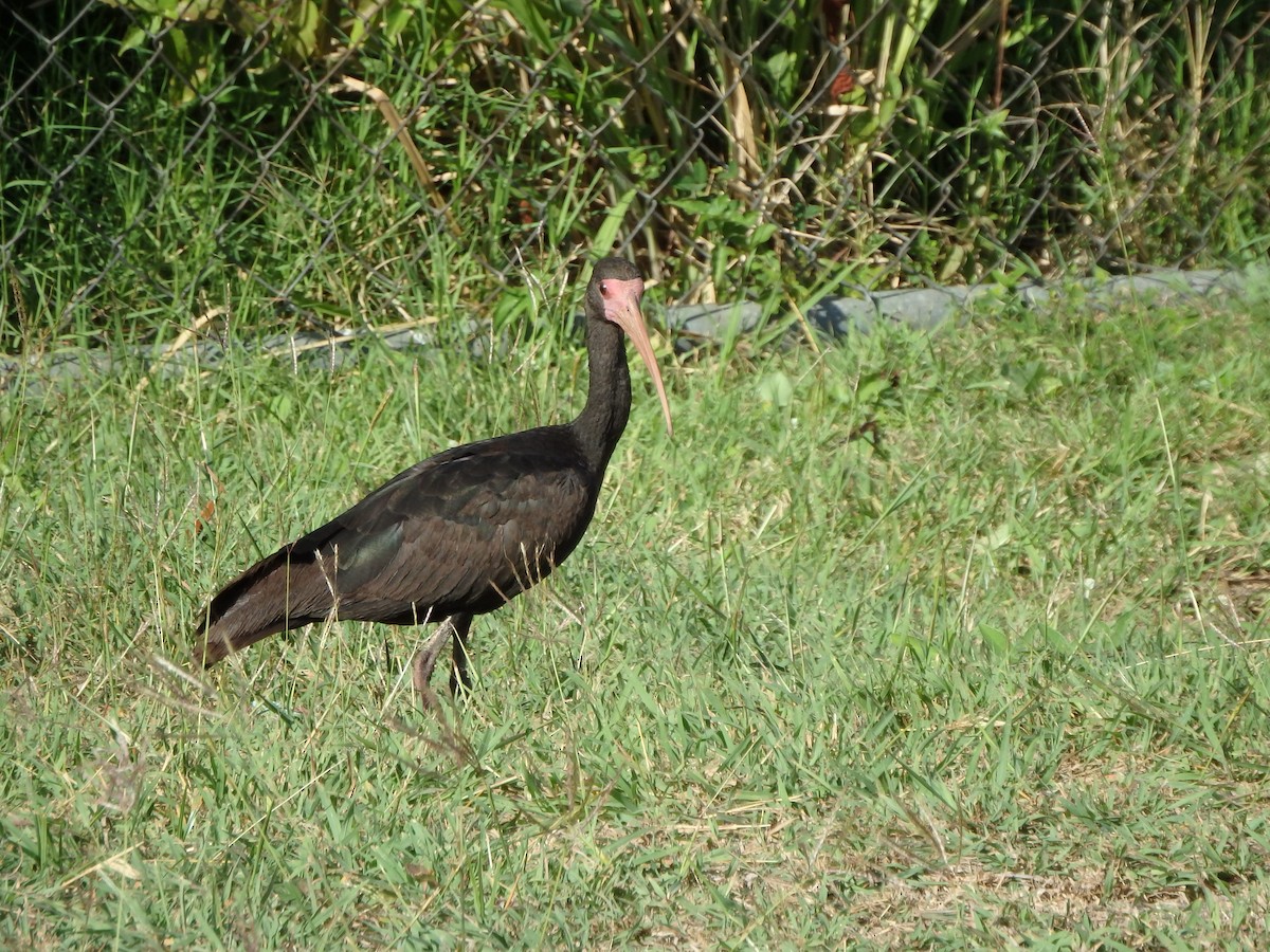 Гололицый ибис - ML652811666