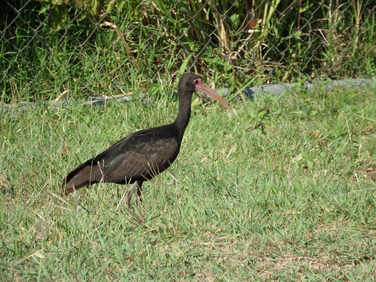 Гололицый ибис - ML652811679