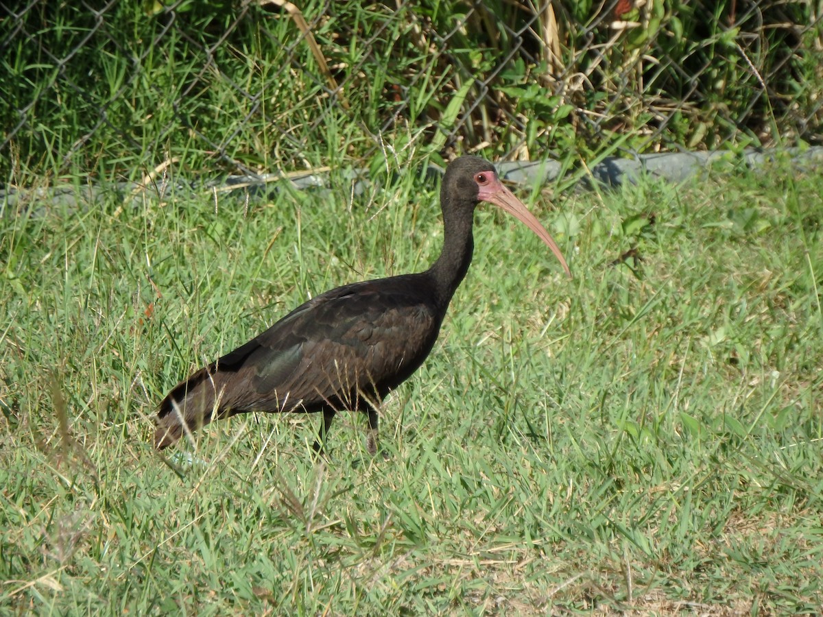 Гололицый ибис - ML652811683