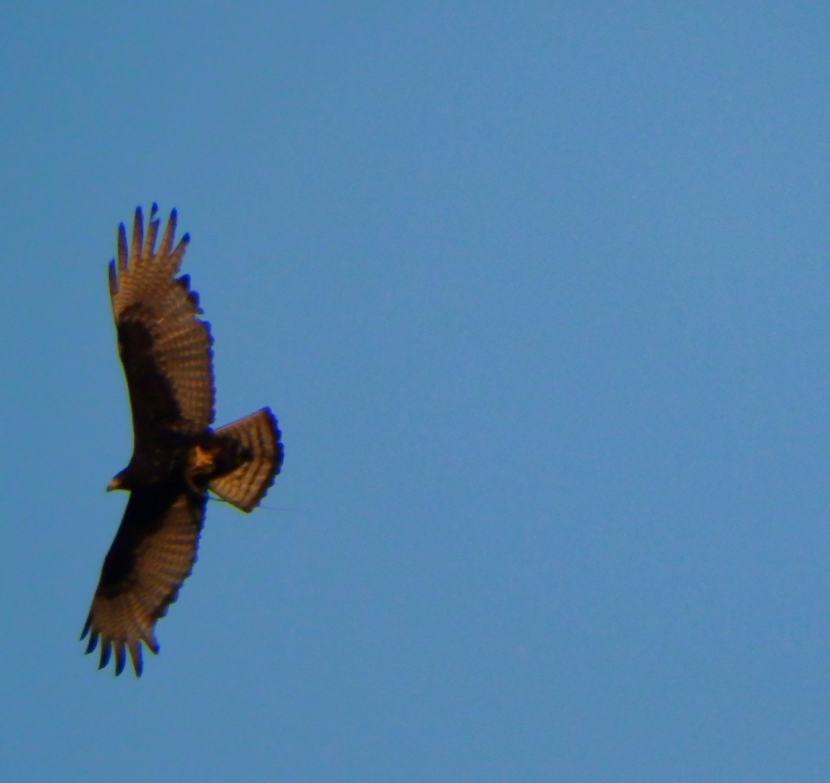 Болотный канюк - ML652811707