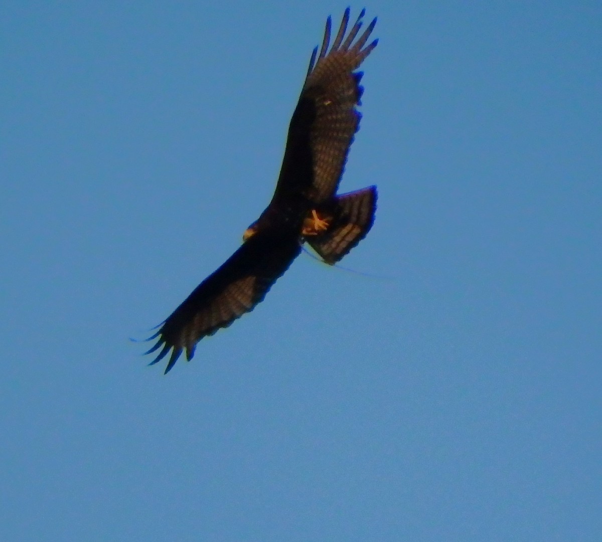 Болотный канюк - ML652811712