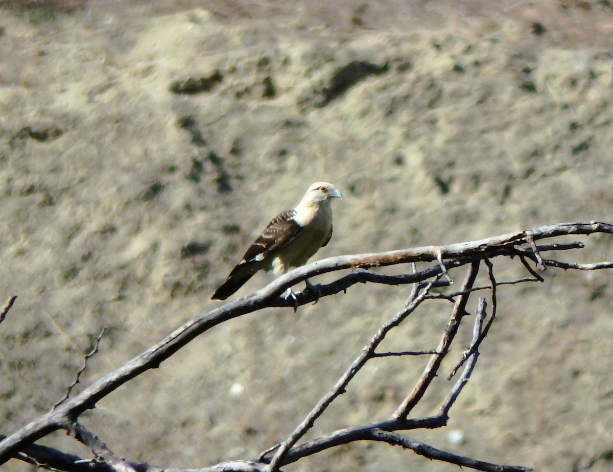 Химахима - ML652811739