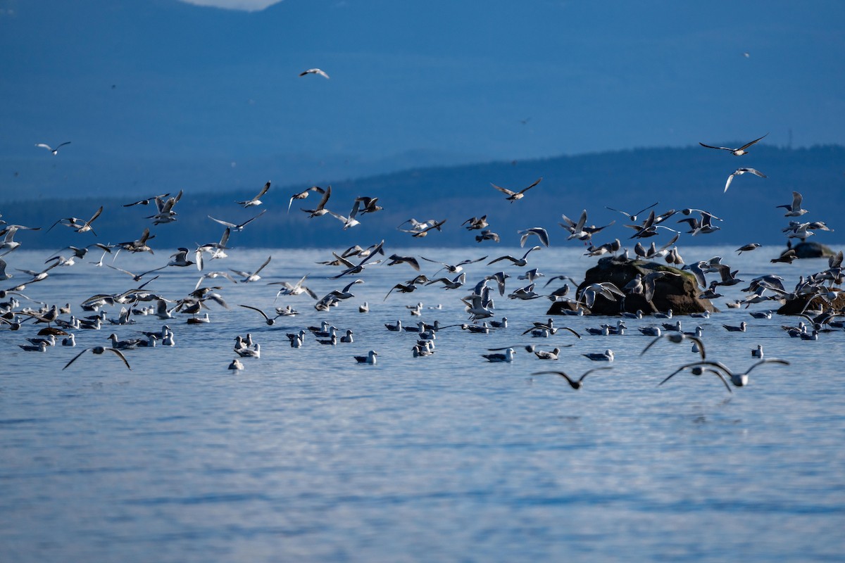 tanımsız Larinae sp. - ML652811753