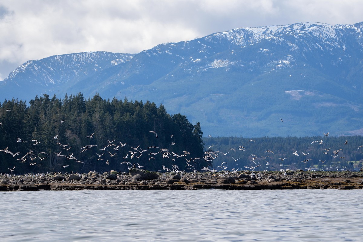 tanımsız Larinae sp. - ML652811754