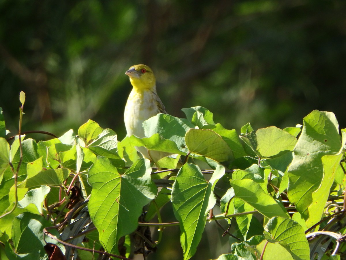 Деревенский ткач - ML652811831