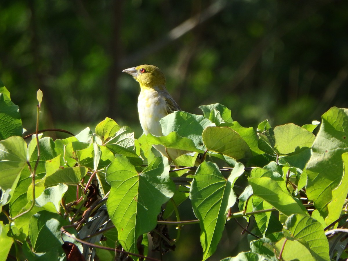 Деревенский ткач - ML652811832