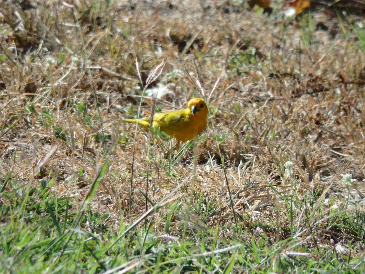 Шафрановый зерноед - ML652811873