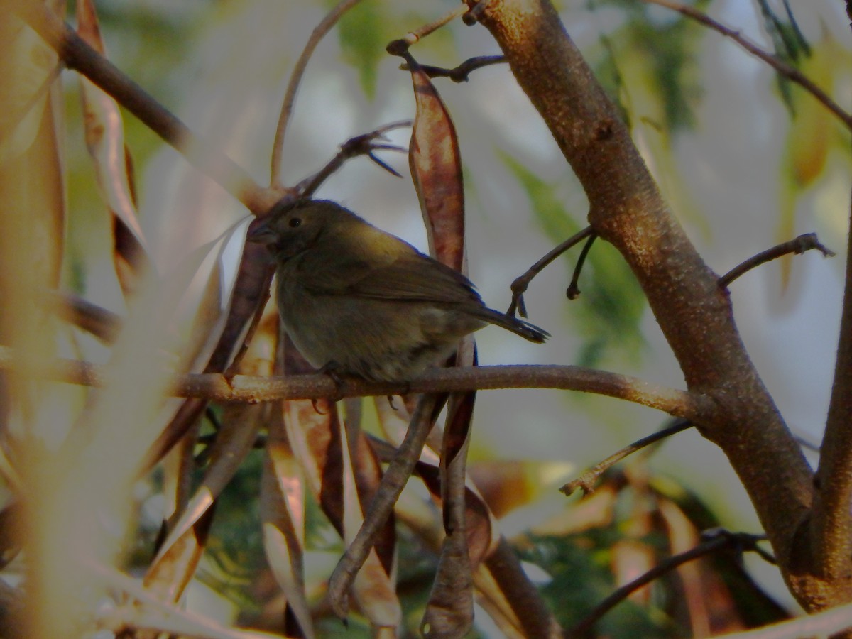 Чернолицый семилеро - ML652811904