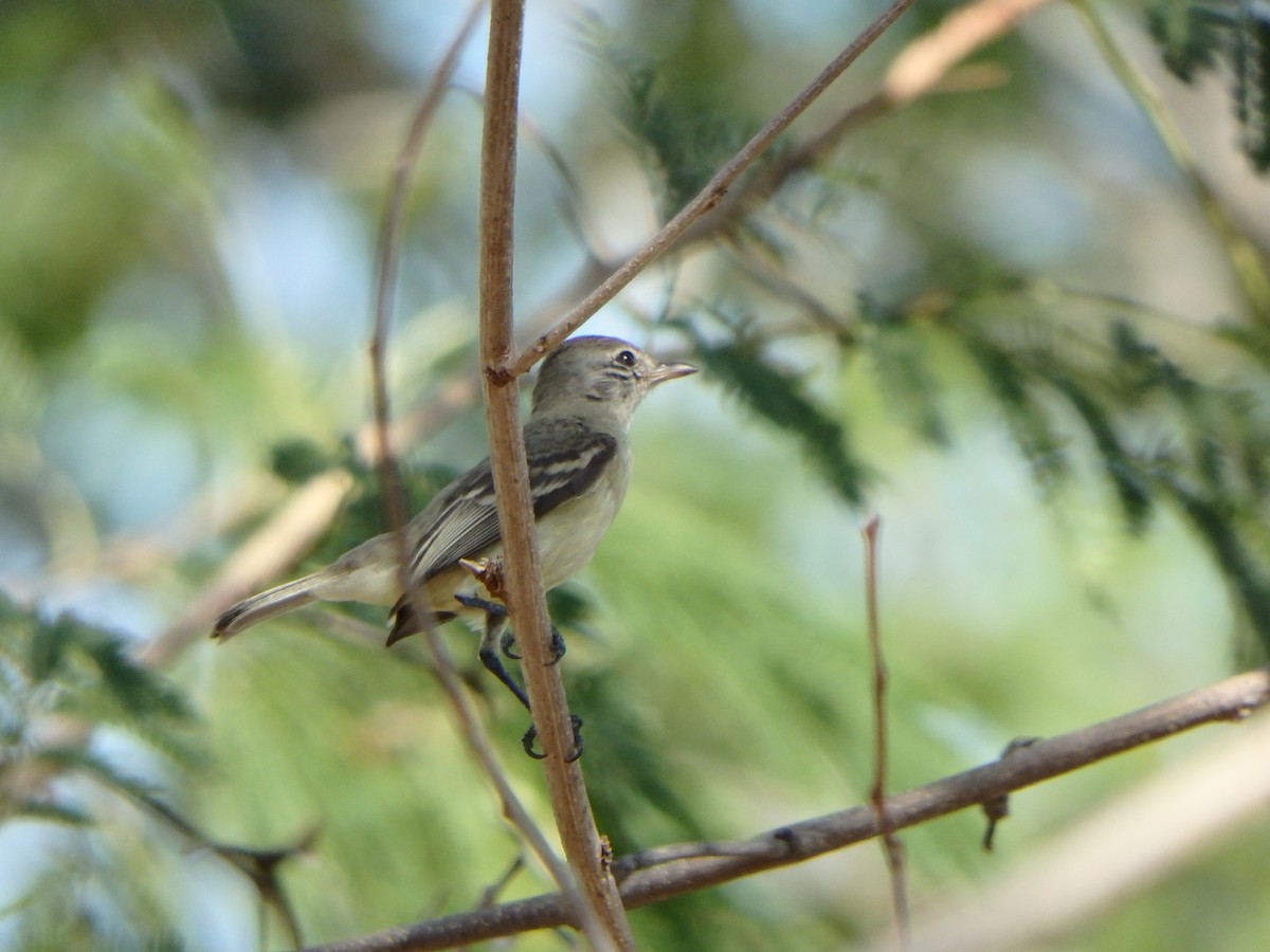 Южноамериканский москитолов - ML652811915