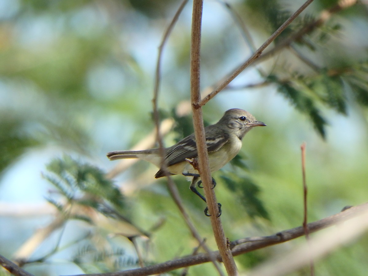 Южноамериканский москитолов - ML652811920