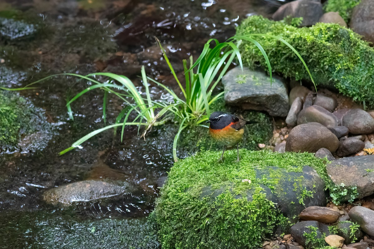 Collared Bush-Robin - ML652812024