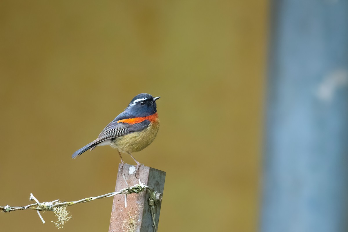 Collared Bush-Robin - ML652812077