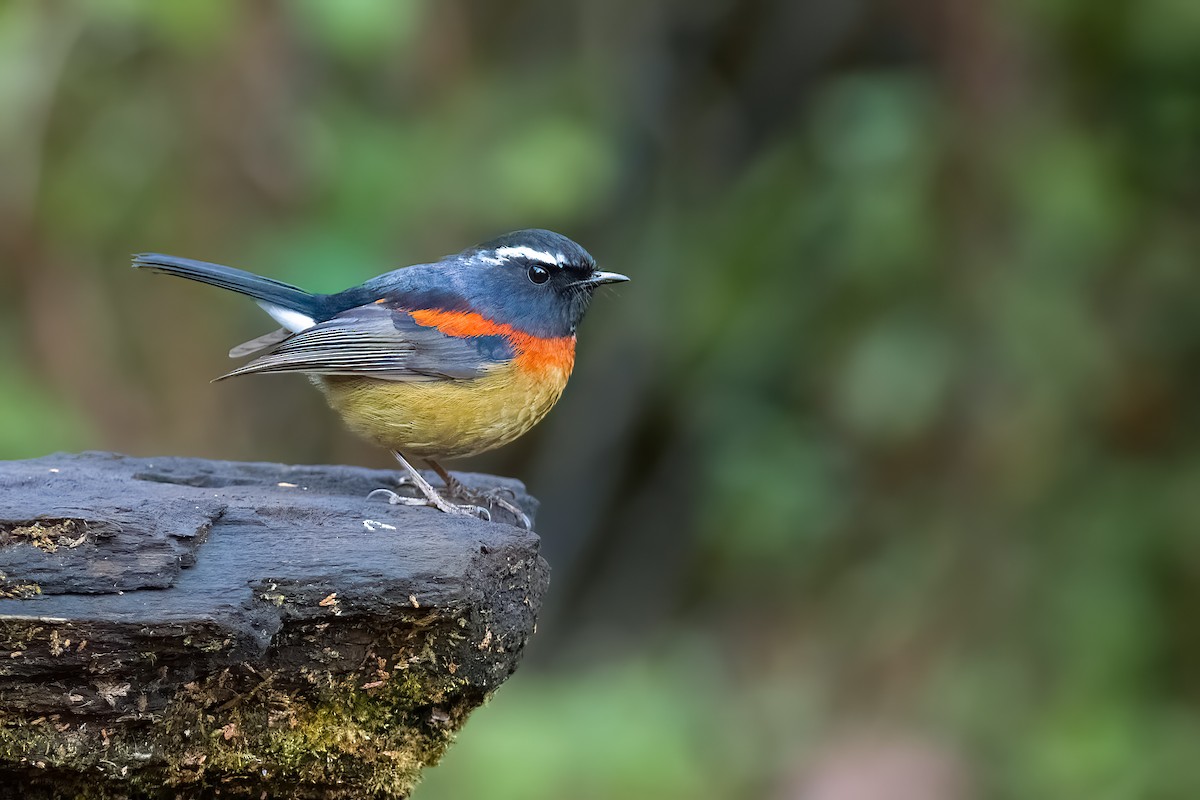 Collared Bush-Robin - ML652812161