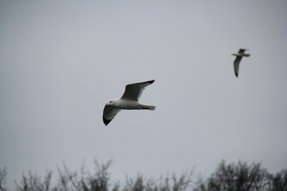 Ring-billed Gull - ML652812287
