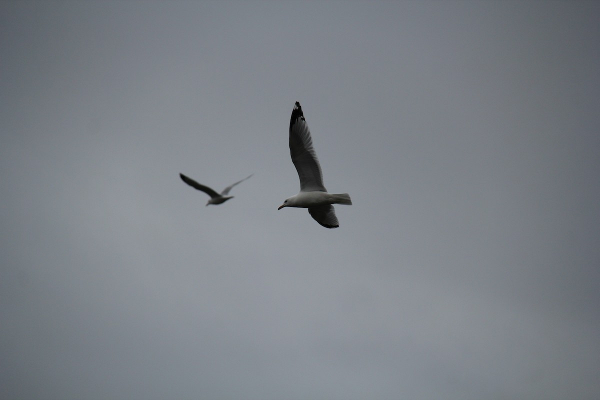 Ring-billed Gull - ML652812292