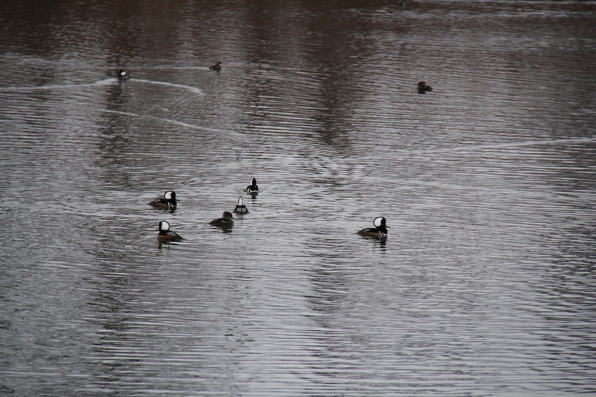 Hooded Merganser - ML652812330