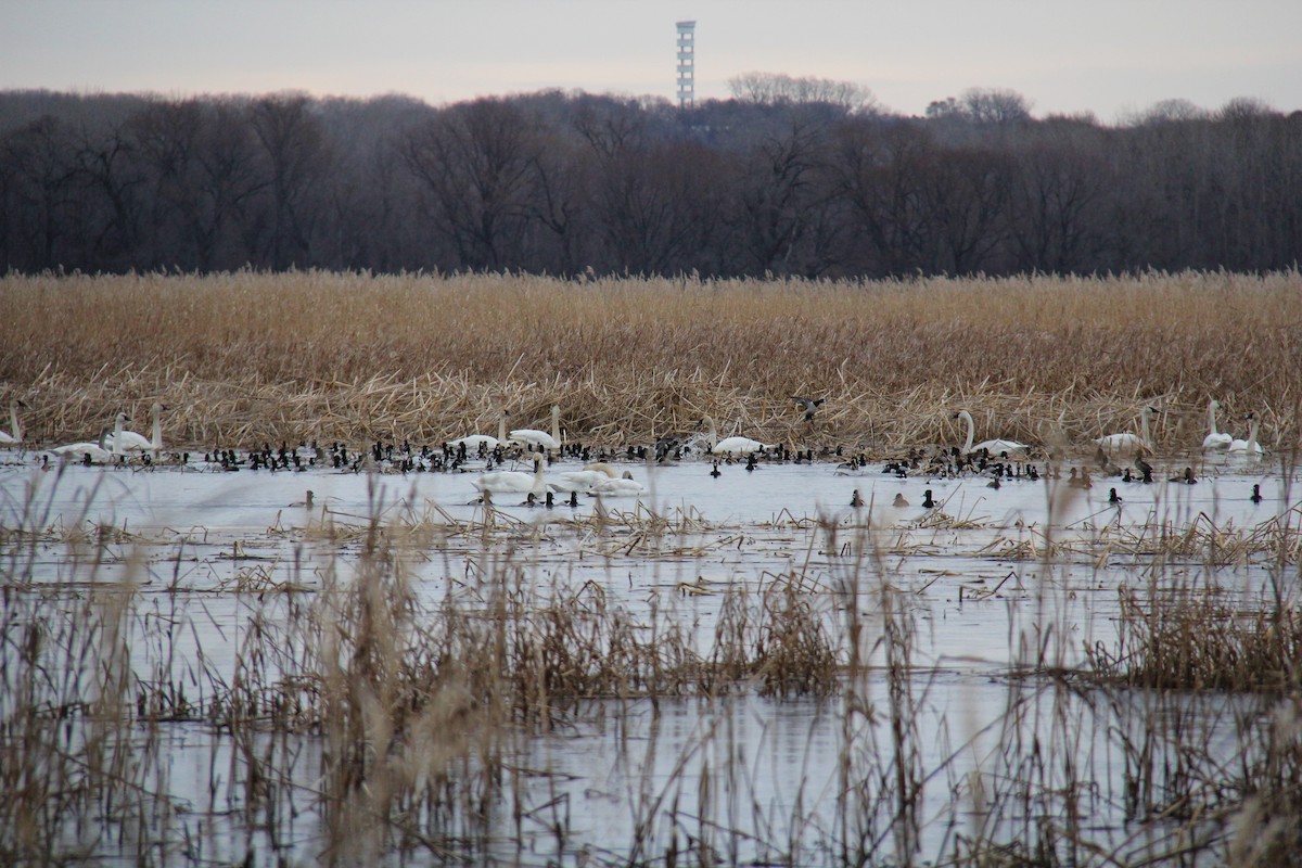 Ring-necked Duck - ML652812334