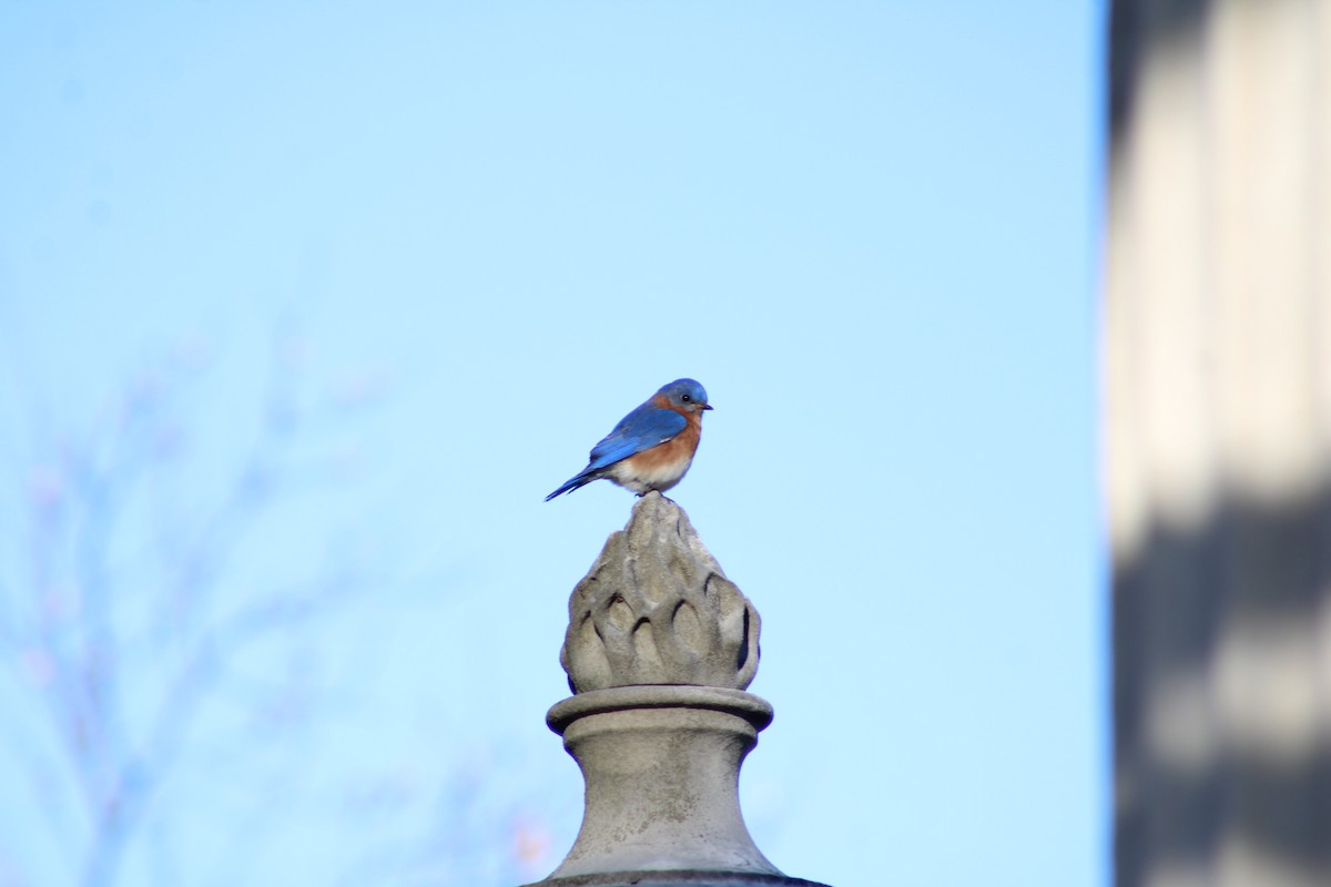 Eastern Bluebird - ML652812350