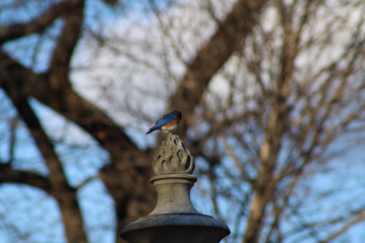 Eastern Bluebird - ML652812351