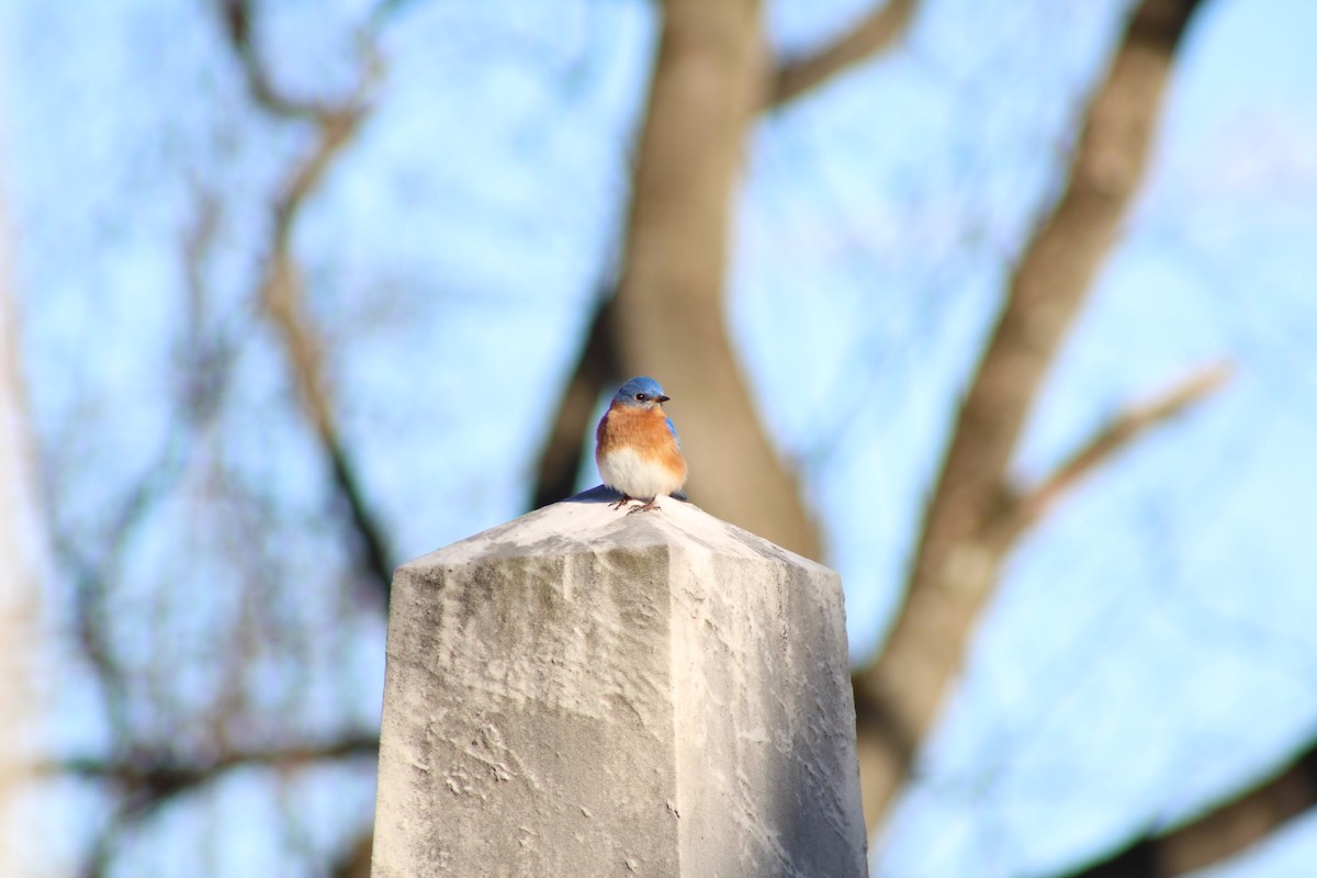 Eastern Bluebird - ML652812352