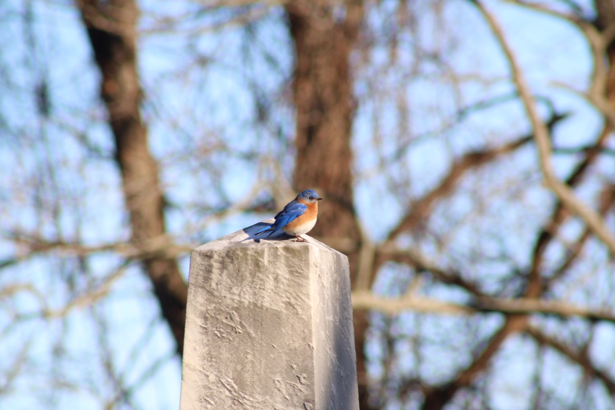 Eastern Bluebird - ML652812353