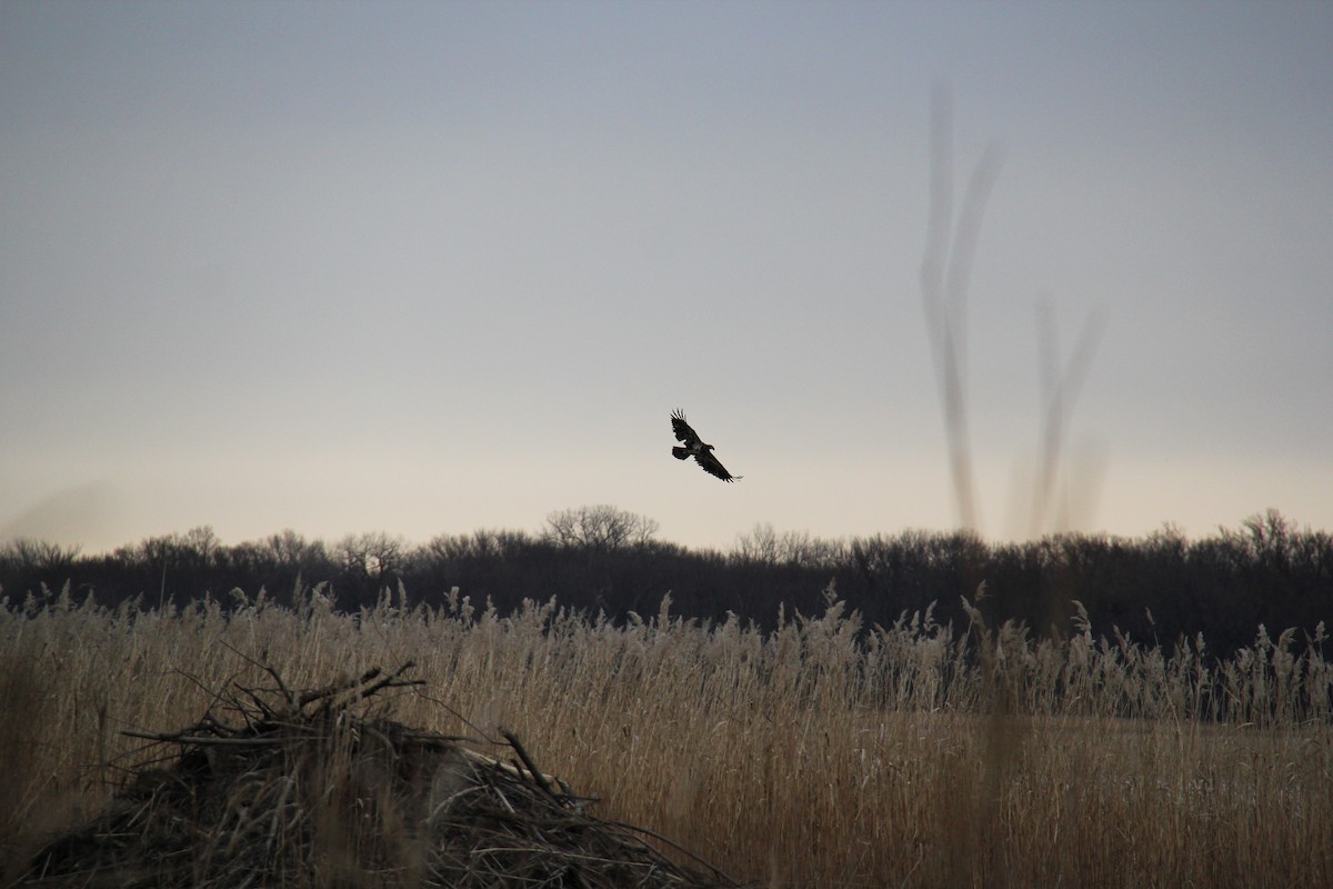 Bald Eagle - ML652812378