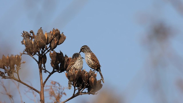 Boucard's Wren - ML652812430