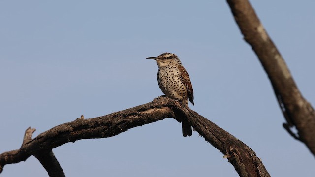 Boucard's Wren - ML652812551