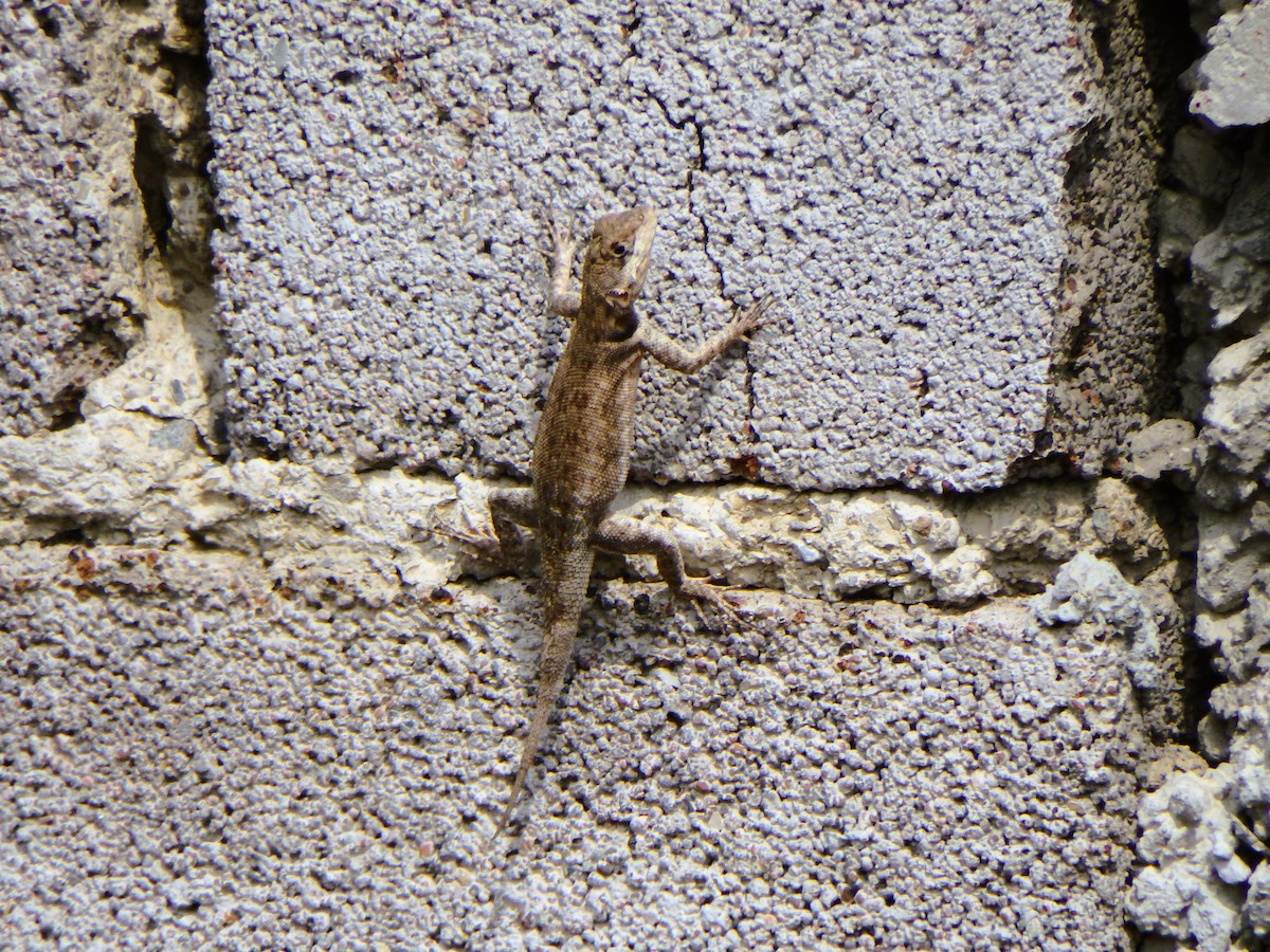 Животные - ML652813016