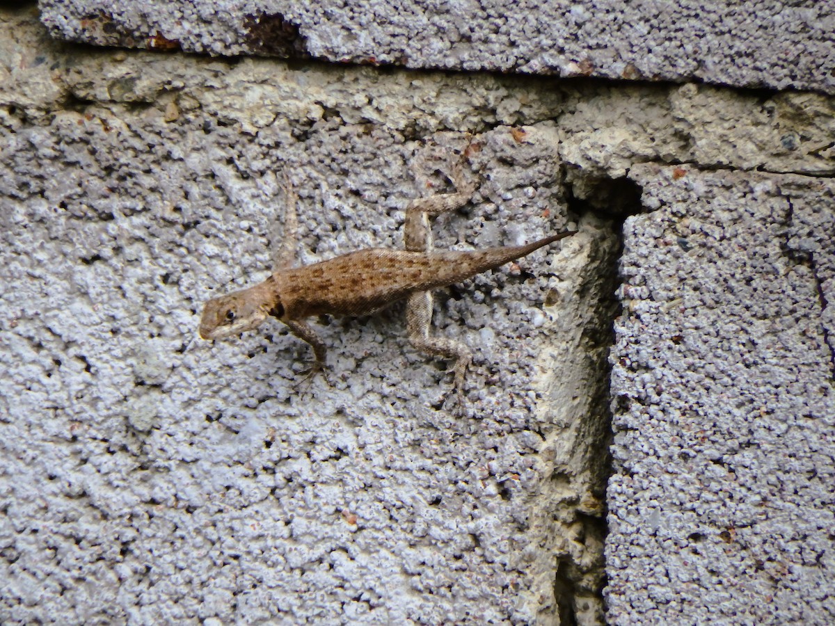 Животные - ML652813023