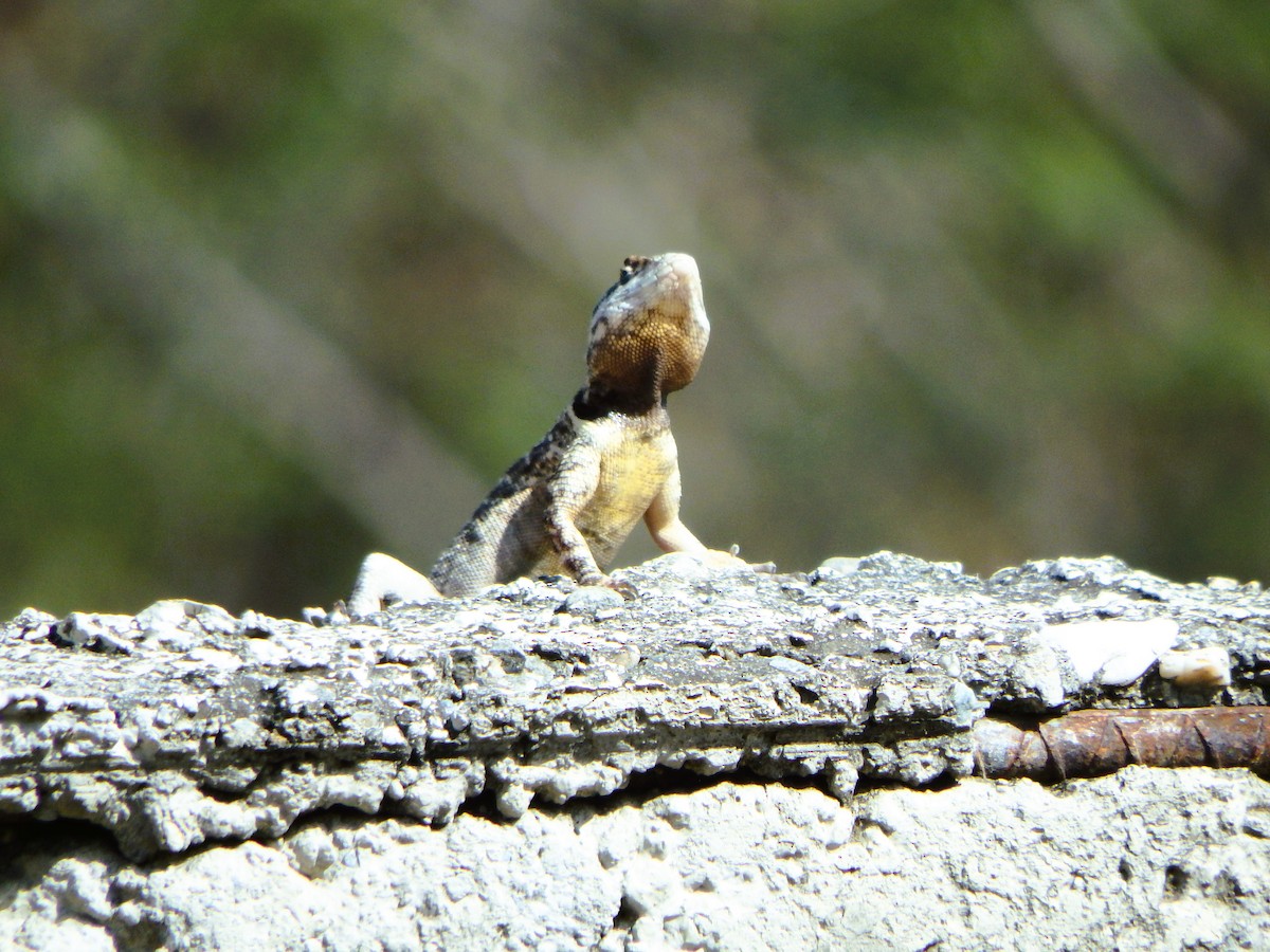 Животные - ML652813025