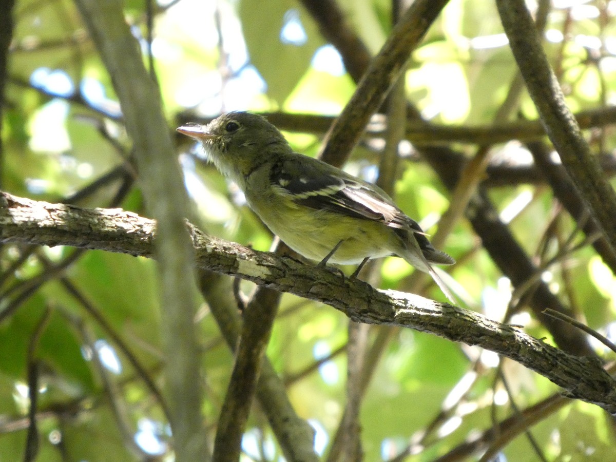 Піві-малюк жовточеревий - ML652813406