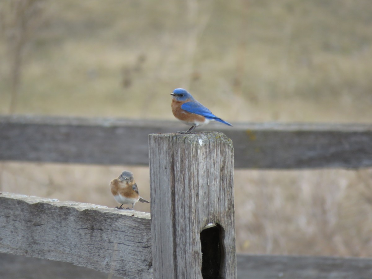Eastern Bluebird (Eastern) - ML652813512