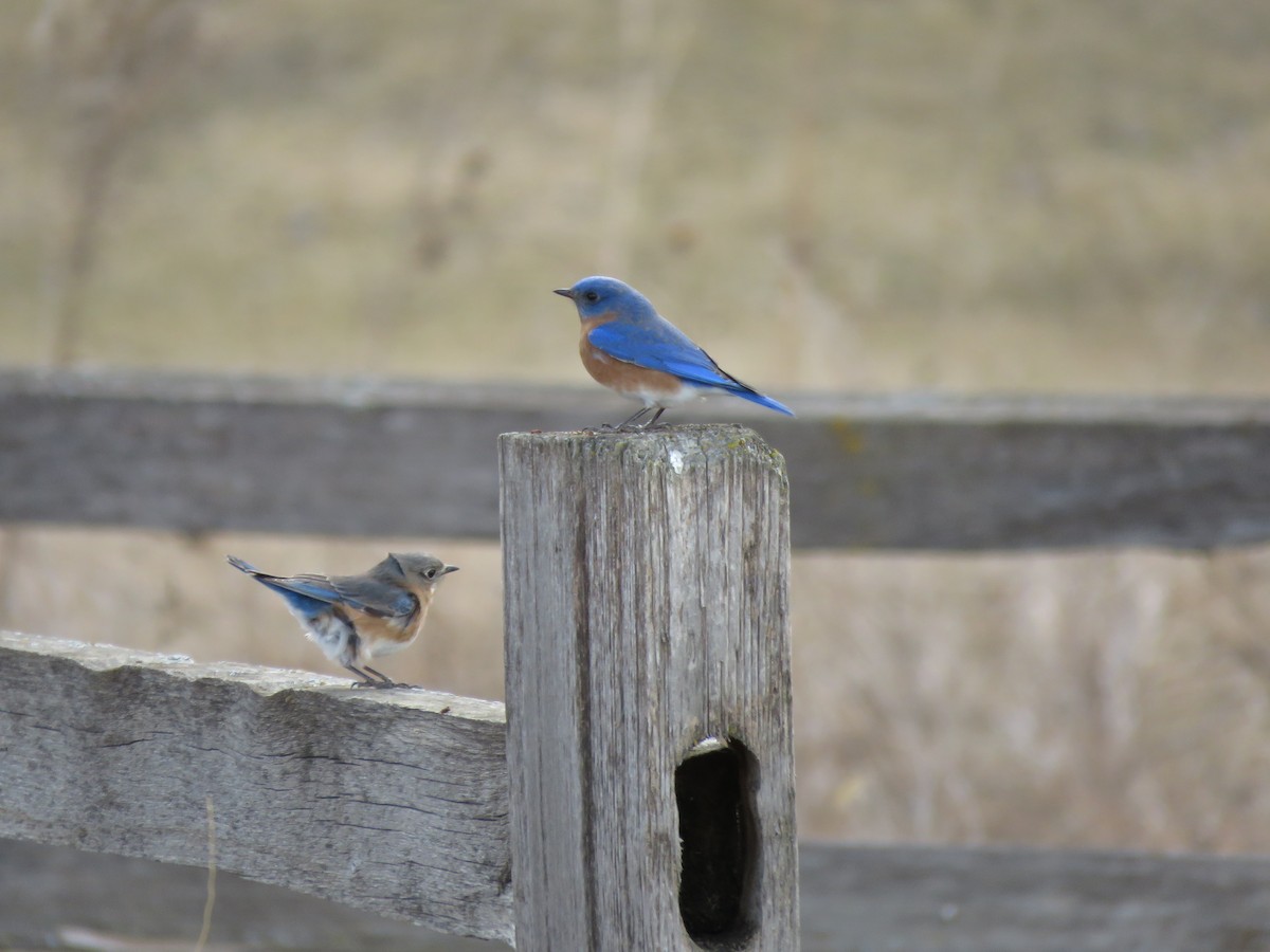 Eastern Bluebird (Eastern) - ML652813513