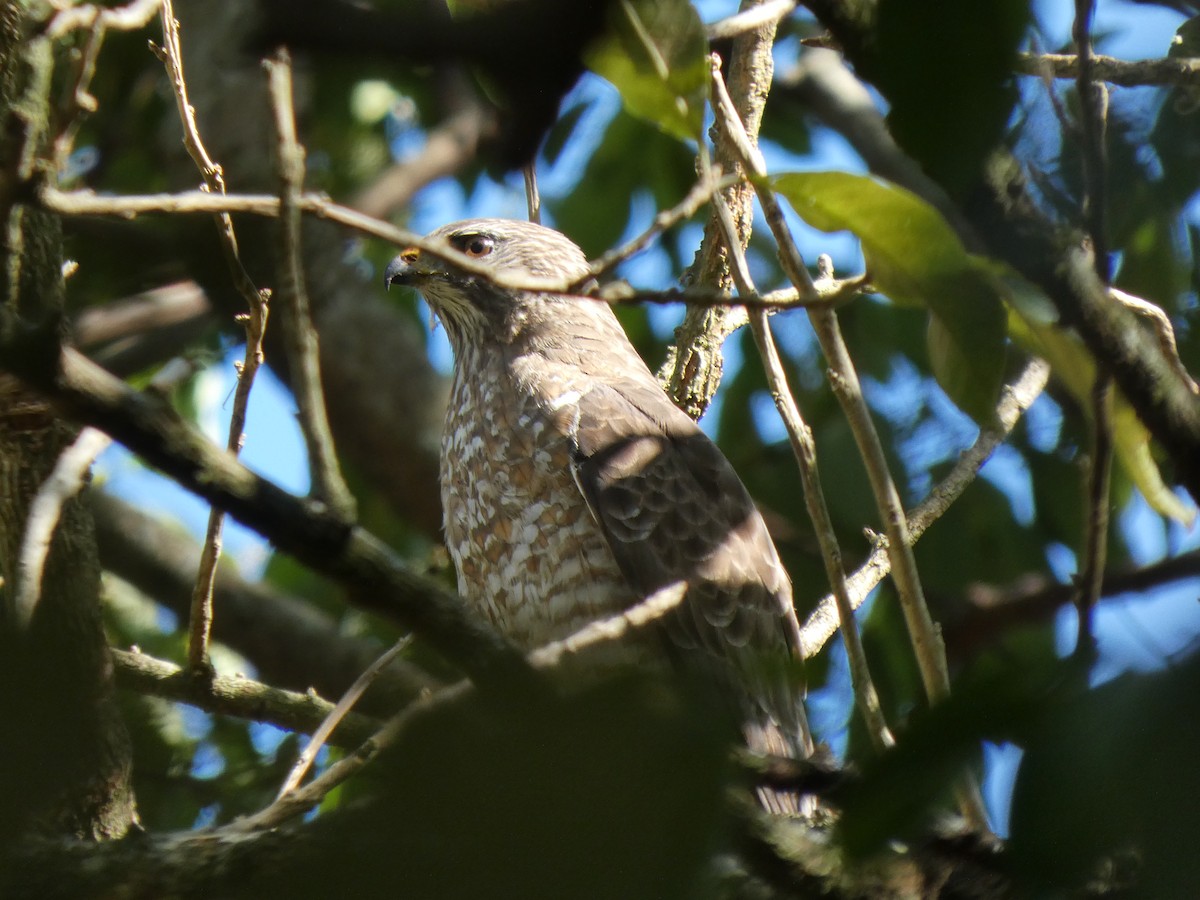 Broad-winged Hawk - ML652813517