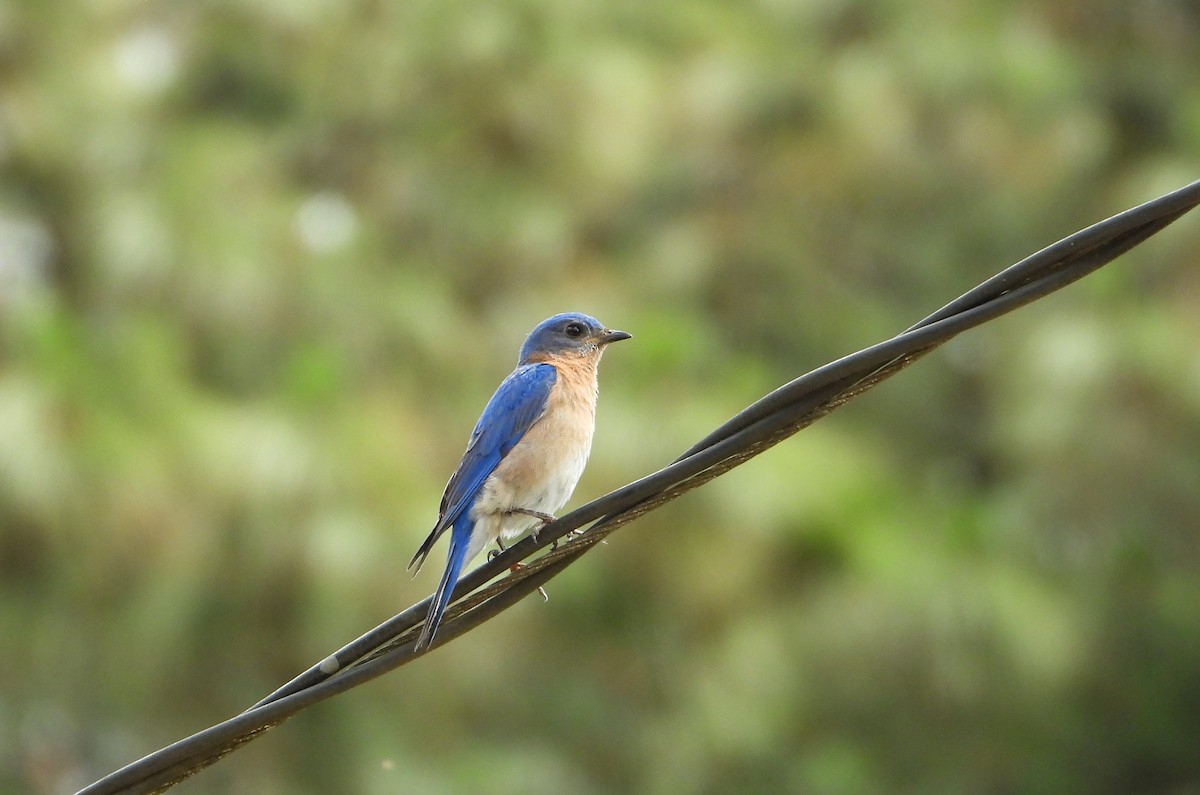 Eastern Bluebird - ML652813615