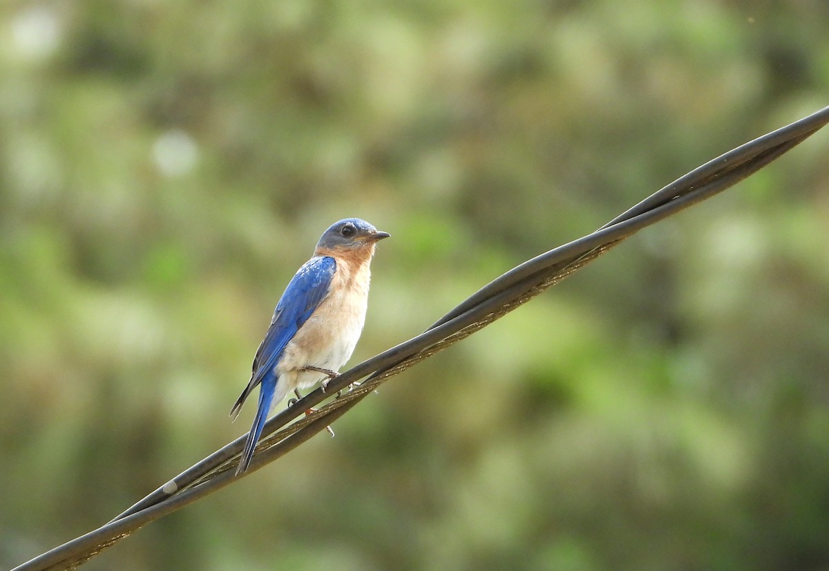 Eastern Bluebird - ML652813616