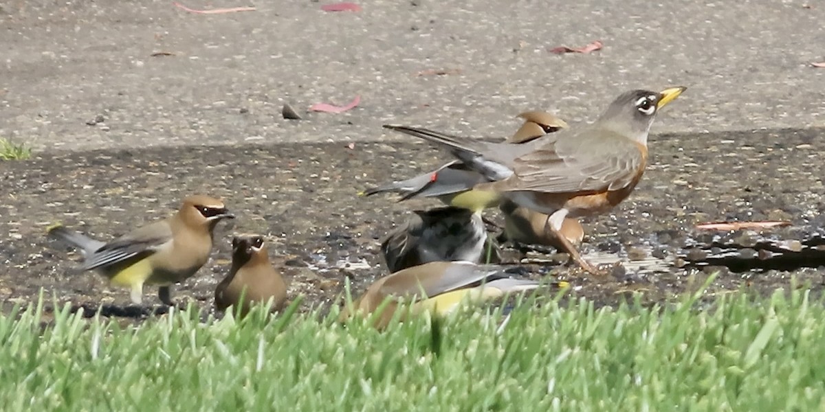 Zedernseidenschwanz - ML652814236