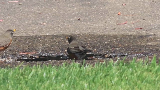 Cedar Waxwing - ML652814245