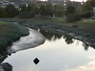 Belmont Slough--slough along Oracle Pkwy and area behind Oracle, San ...