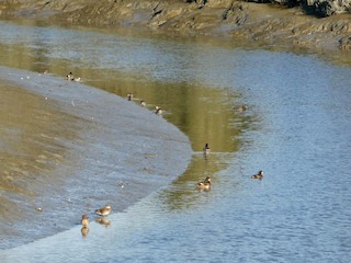 Belmont Slough--slough along Oracle Pkwy and area behind Oracle, San ...