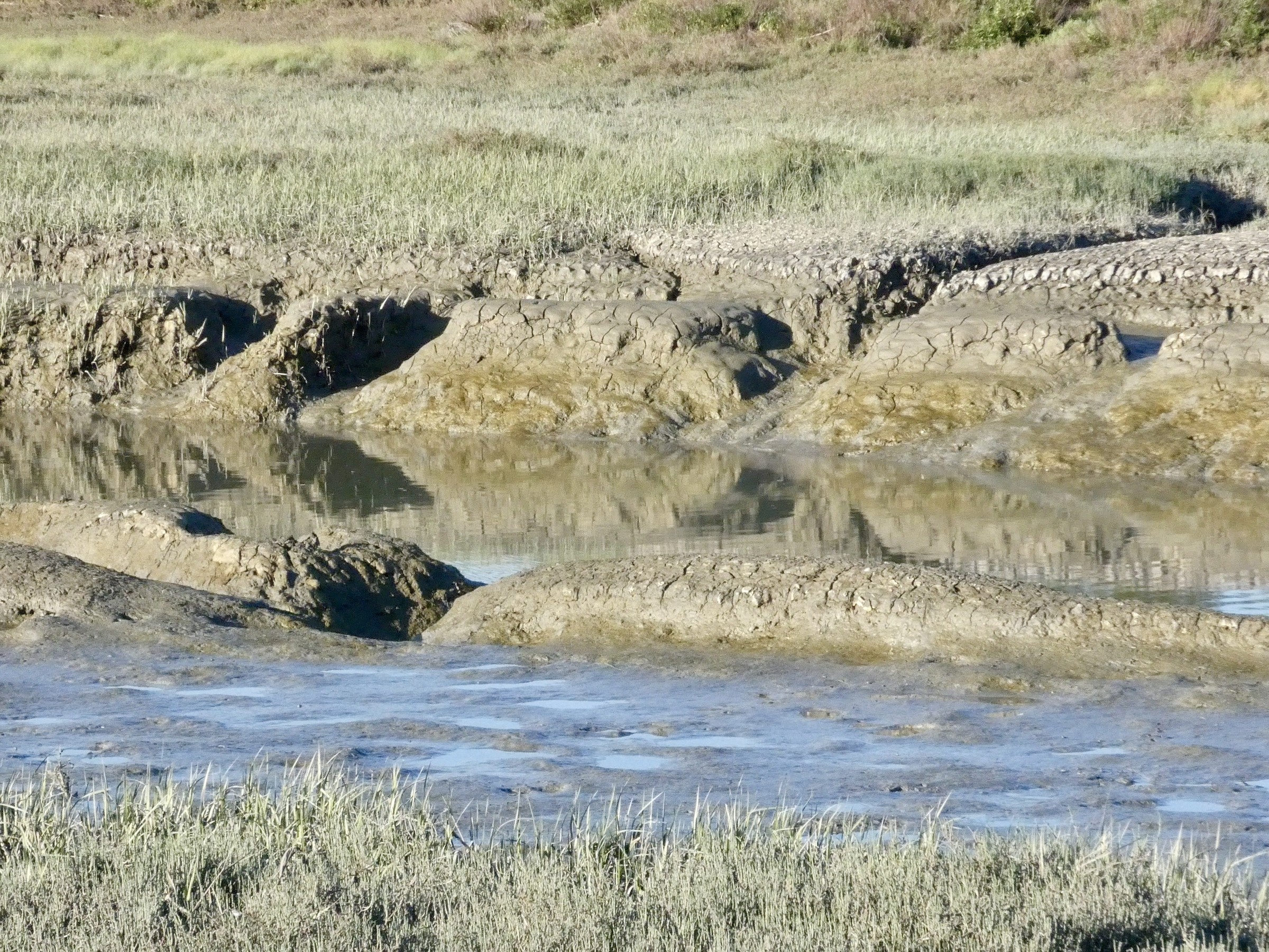 Belmont Slough--slough along Oracle Pkwy and area behind Oracle - San ...