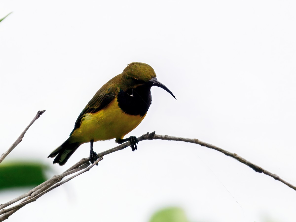 Sahul Sunbird - ML652815352