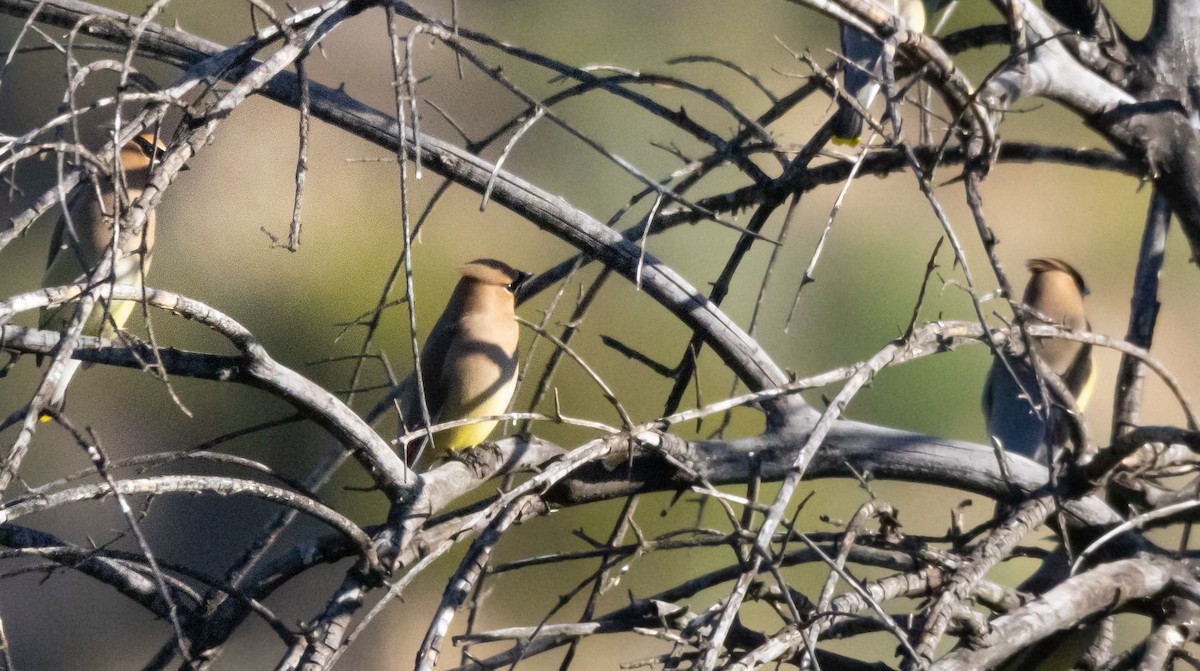 Zedernseidenschwanz - ML652815431