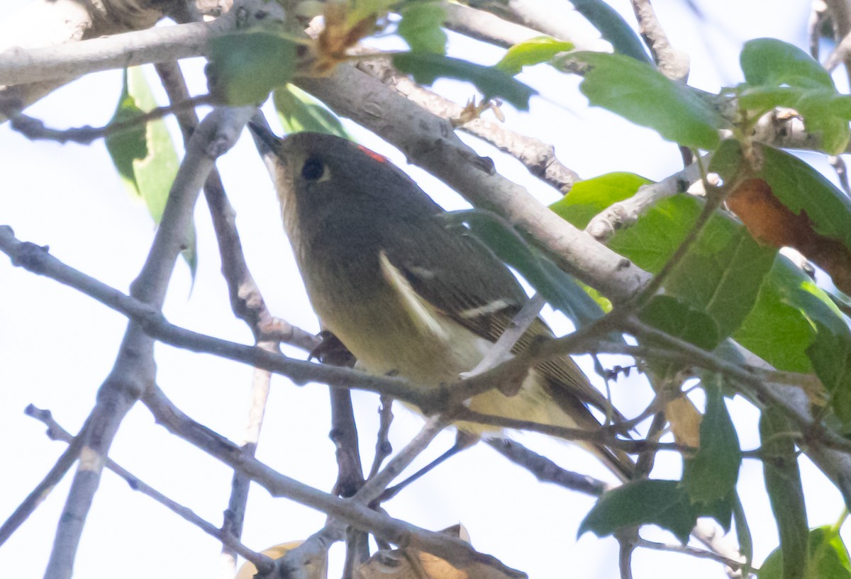 rubinfuglekonge - ML652815575